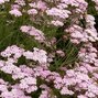 6250936_achillea_appleblossom_01