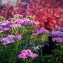 6250936_achillea_appleblossom_02