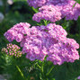 6250936_achillea_appleblossom_05