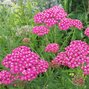 4250270_achillea_cerise_queen_01