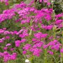 4250270_achillea_cerise_queen_02