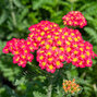 3252246_achillea_milly_rock_red_03