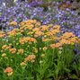 3252245_achillea_milly_rock_yellow_terracotta_01