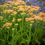 3252245_achillea_milly_rock_yellow_terracotta_02