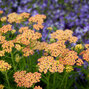 3252245_achillea_milly_rock_yellow_terracotta_03