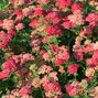 6231399_achillea_paprika_01