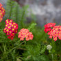6231399_achillea_paprika_04
