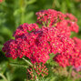 6231399_achillea_paprika_06