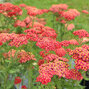 6231399_achillea_paprika_08