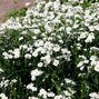 4251665_achillea_the_pearl_01