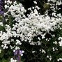 4251665_achillea_the_pearl_02