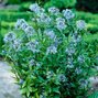 7250061_amsonia_blue_ice_04