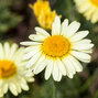 4250632_anthemis_e.c_2