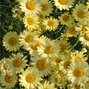 4250632_anthemis_e.c_3