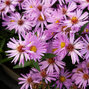 6240850_aster_herbstgruss_vom_bresserhof_02