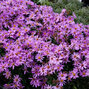 6240850_aster_herbstgruss_vom_bresserhof_03