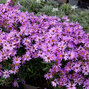 6240850_aster_herbstgruss_vom_bresserhof_04