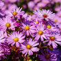 6240850_aster_herbstgruss_vom_bresserhof_05