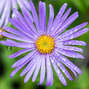 3251401_aster_monch_02
