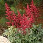 9251008_astilbe_burgundy_red_01