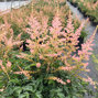 3252248_astilbe_hennie_graafland_01