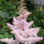 3232452_astilbe_ice_cream_01