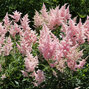 3232452_astilbe_ice_cream_02