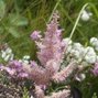 3232452_astilbe_ice_cream_03