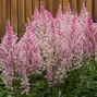 3232452_astilbe_ice_cream_04