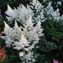 3254503_astilbe_rock_and_roll_01