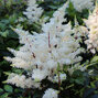 3254503_astilbe_rock_and_roll_02