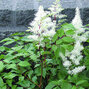 3254503_astilbe_rock_and_roll_03