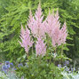 3252454_astilbe_vision_inferno_02