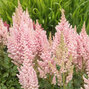 3252454_astilbe_vision_inferno_03