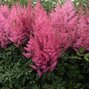 9251432_astilbe_younique_pink_02