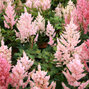 9253215_astilbe_younique_salmon_02