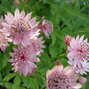 3211923_astrantia_rosensinfonie_01