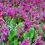 10251194_bergenia_abendglut_02