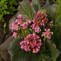 8240406_bergenia_eden_s_dark_margin_01