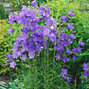 3254095_campanula_coerulea_02