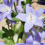 4212886_campanula_pyramidalis_lavender_blue_01