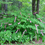 2240162_dicentra_spectabilis_01