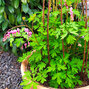 2240162_dicentra_spectabilis_05