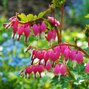 2240162_dicentra_spectabilis_06