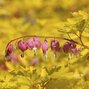 3250595_dicentra_yellow_leaf_01