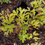 3250595_dicentra_yellow_leaf_04