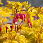 3250595_dicentra_yellow_leaf_13