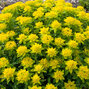 7250658_euphorbia_polychroma_04
