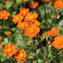 03201680_geum_borisii_03