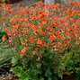 9251297_geum_rustico_orange_03